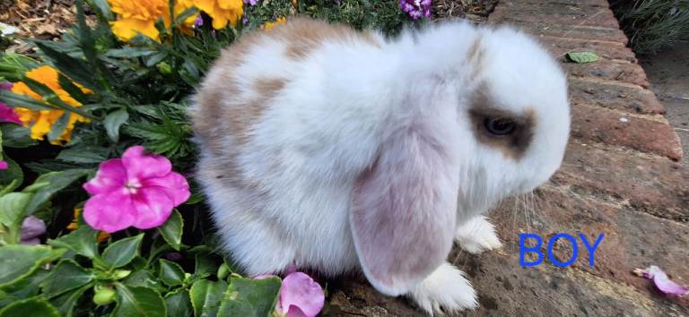 Baby Rabbits 