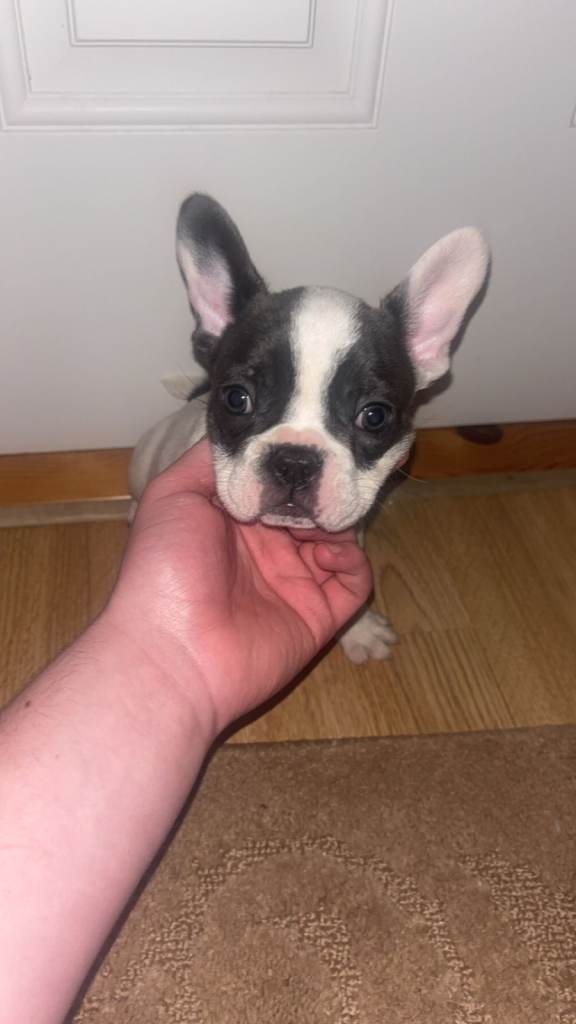 Beautiful French Bulldog Puppies – Vaccinated & Microchipped