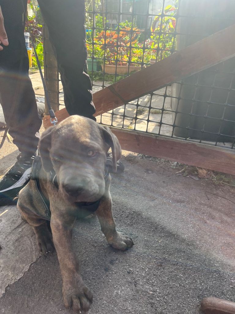 Cane corso puppy 