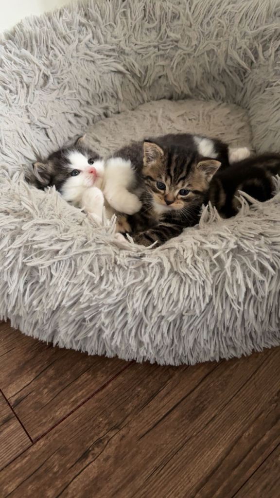 British short/long haired kittens for sale 