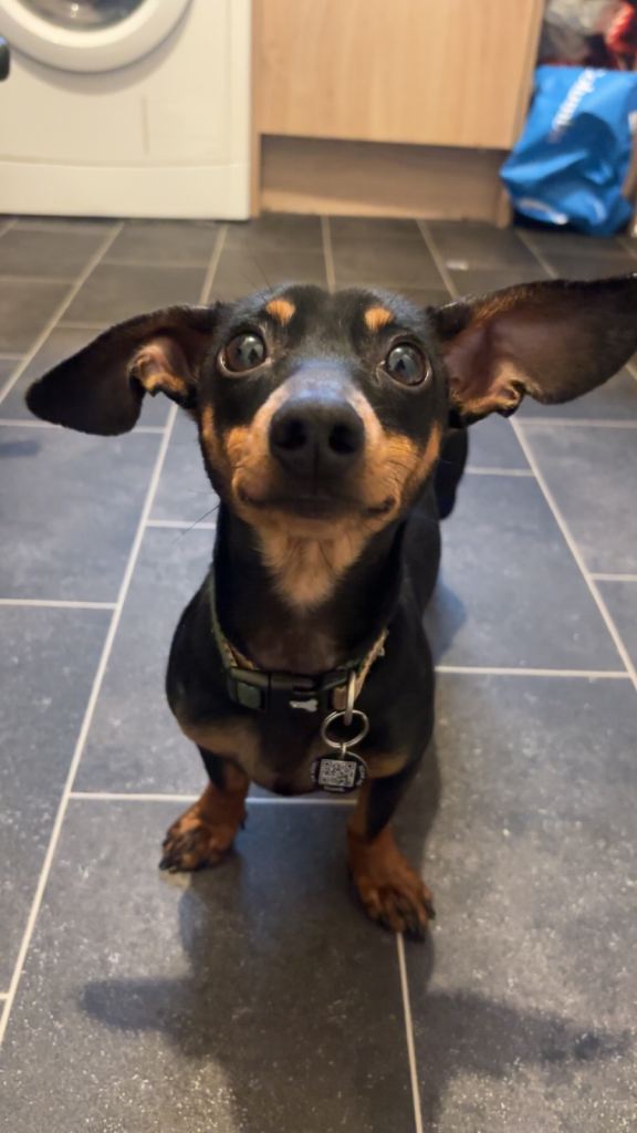 Mini dachshund mix 