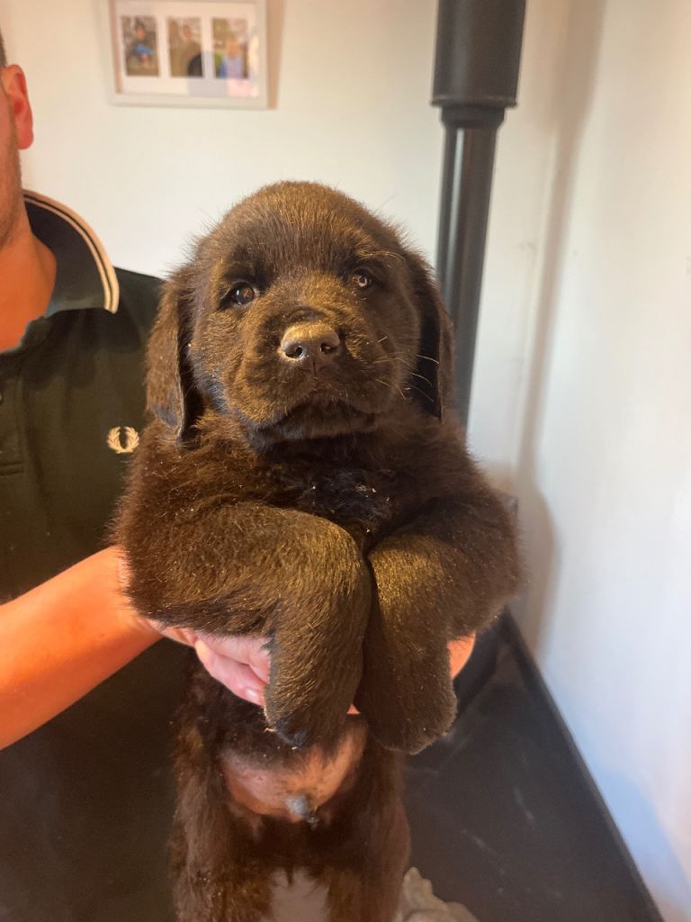Gorgeous retriever x Rottweiller puppies