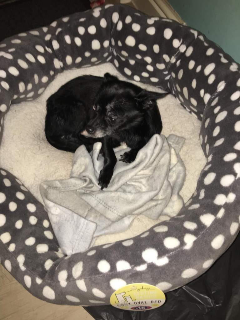 Dog for sale 3yrs old