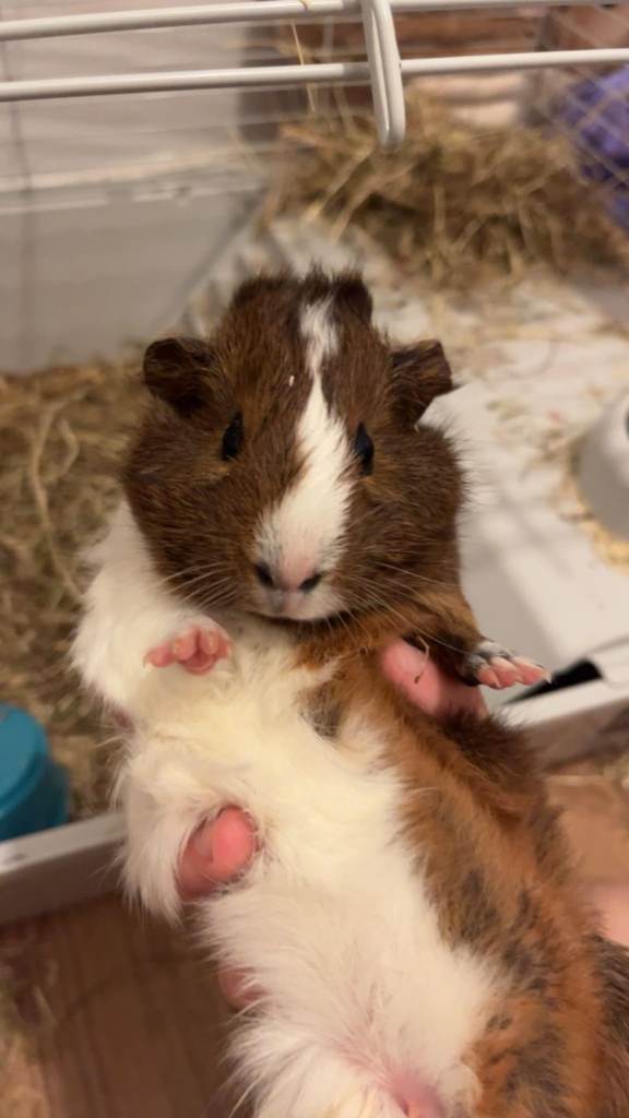 X2 11 Week Old Female Guinea Pigs
