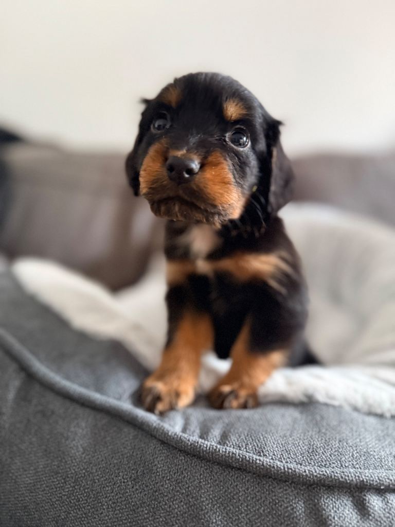 Beautiful Cocker Spaniel Puppy