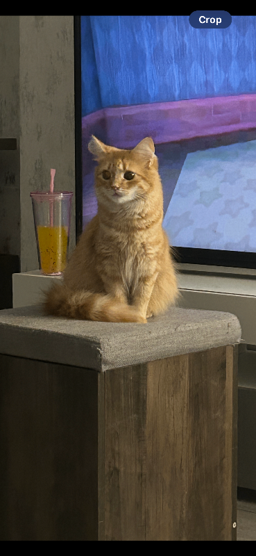 Cats for loving home 