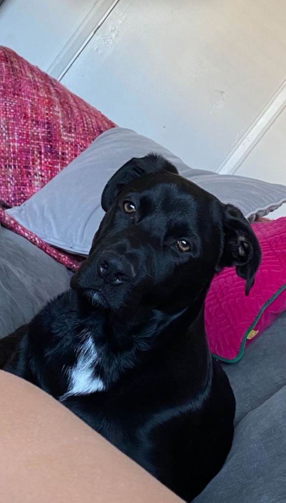 German shep x rottie 7 months 