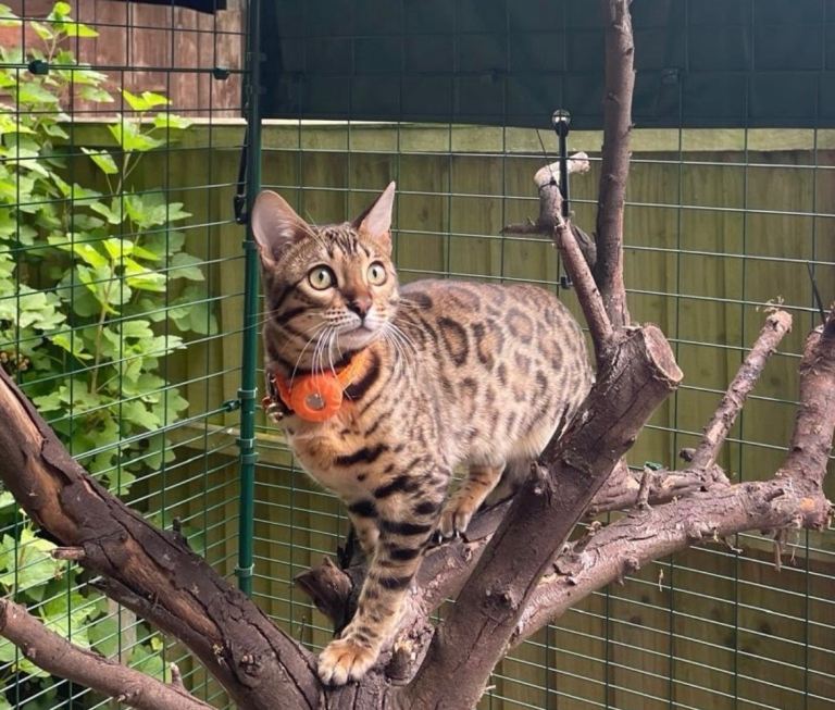 image for Spacious Catio for Sale 