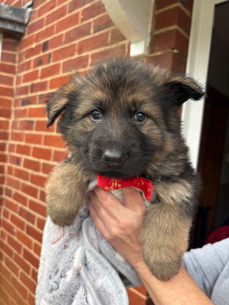 (2 boys remaining) Pure bred German Shepard puppies for sale 