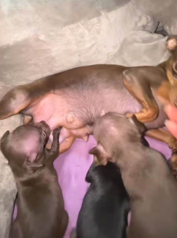 Pinscher puppies 