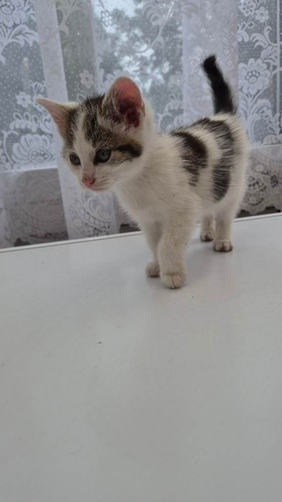 Beautiful champ kitten 