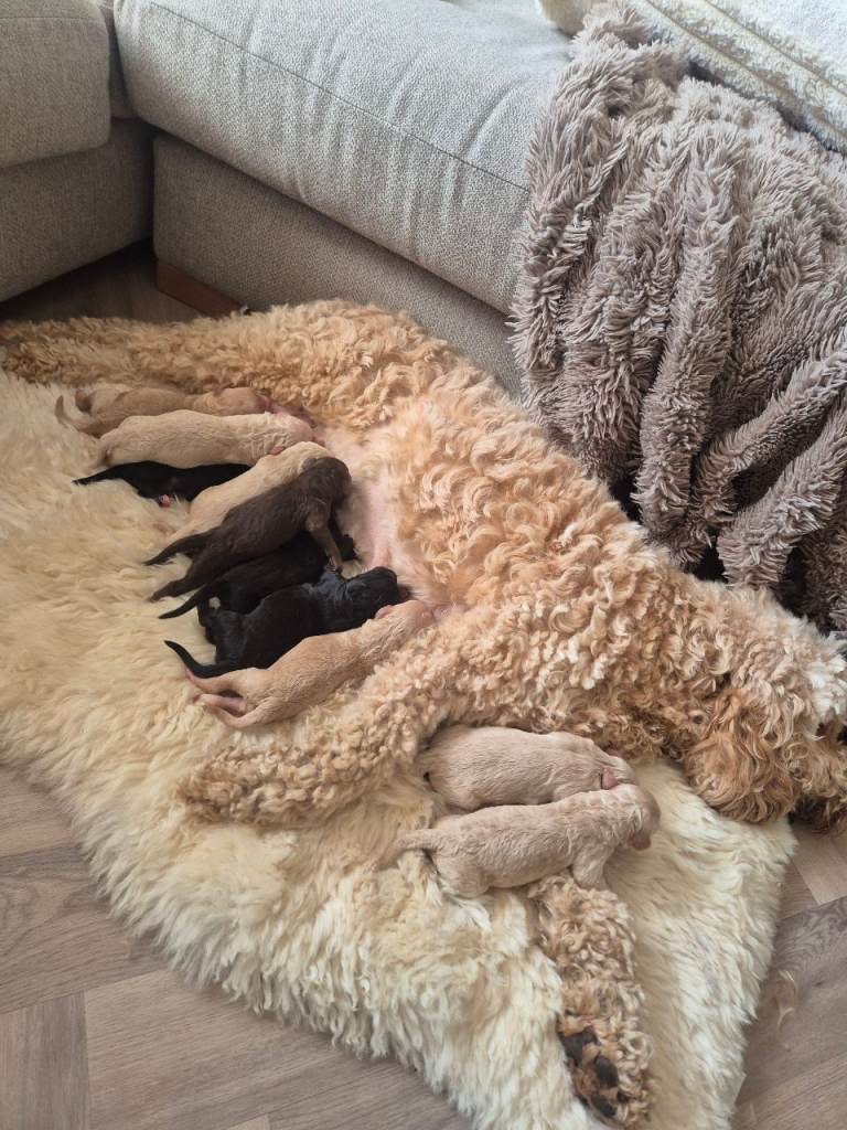 Cockapoo puppies