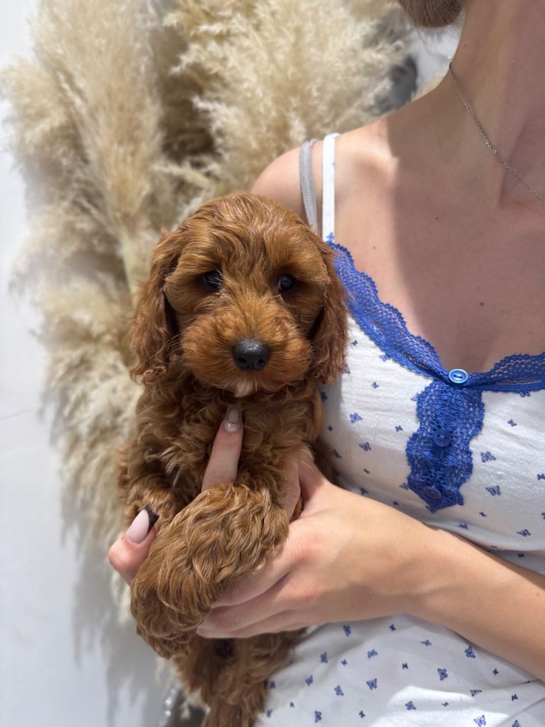 Cavapoo puppies ready now