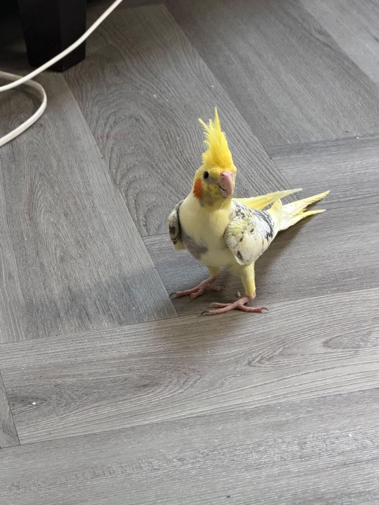 Baby cockatiels and budgies 