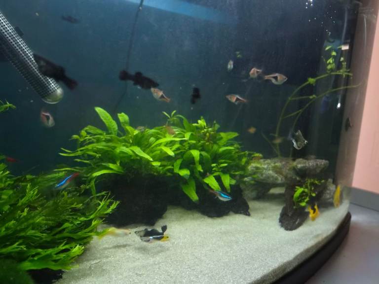 Baby Molly Tropical Fish