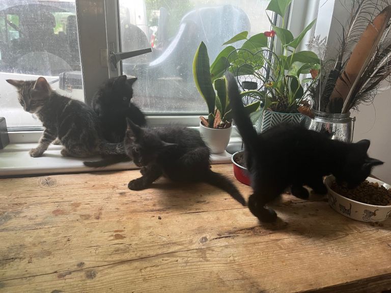 4 8 week old male kittens 
