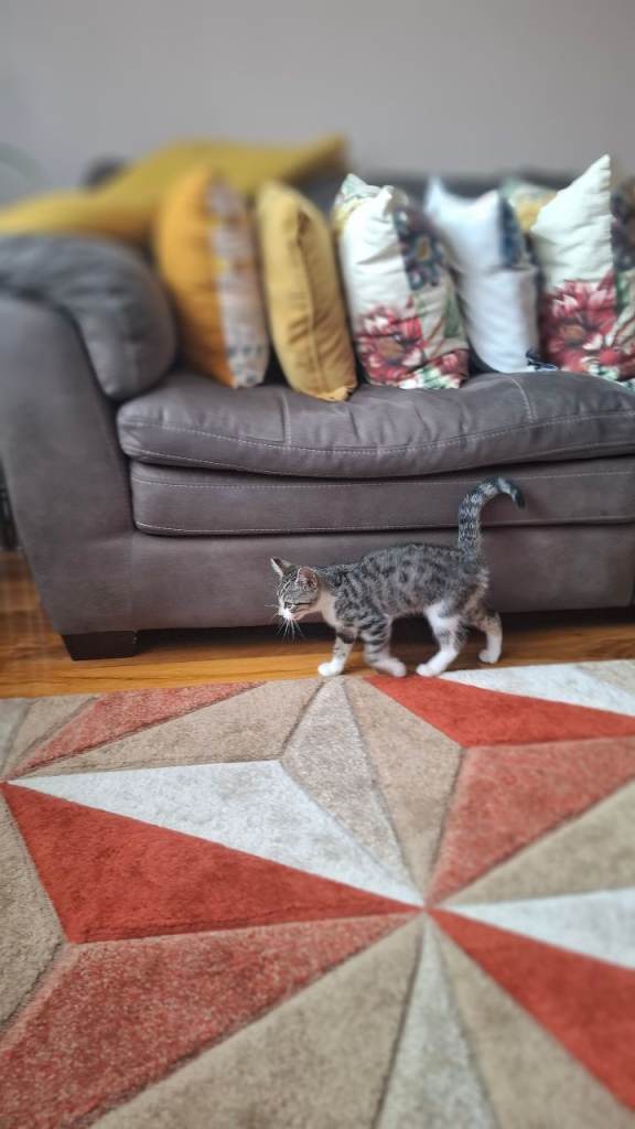 Kitten