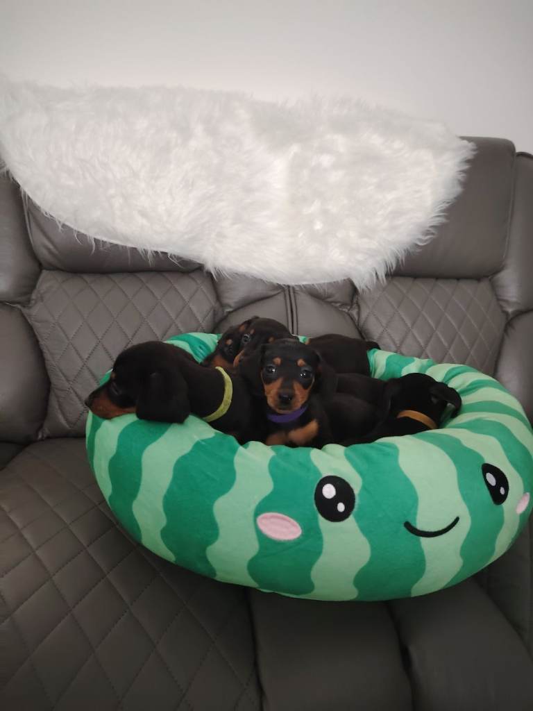 Beautiful Miniature dachshund puppies ready now for there new forever loving homes 