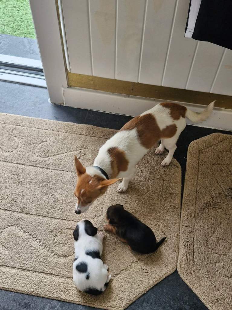 Miniature jack russells