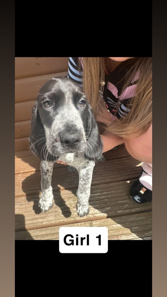 3 PUPPIES LEFT Beaglier