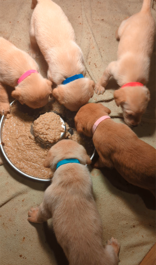 Beautiful Labrador Pups
