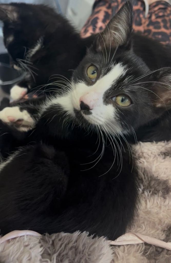 12 week old kittens🥰