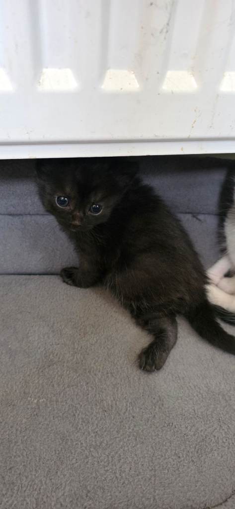 Kittens 4 girls 