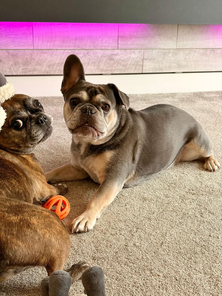 2 x loving French bulldogs to re-home 