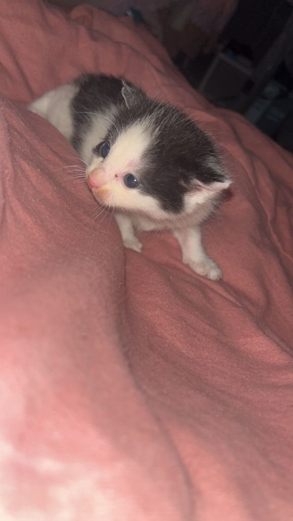 4 kittens for sale ready to leave the 29th