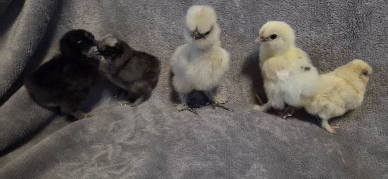 Usa silkie chicks hatched 2026