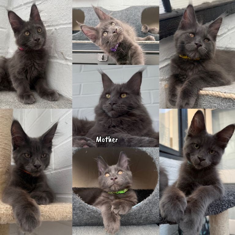 👉 🐾 ONLY 2 LEFT! TICA/GCCF MAINE COON KITTENS🐾