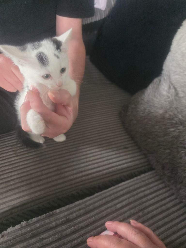 Kittens for sale