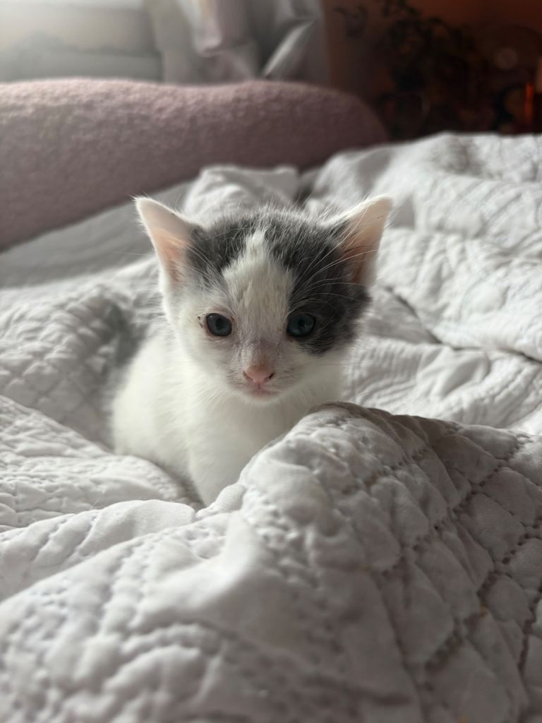 Kittens for sale 