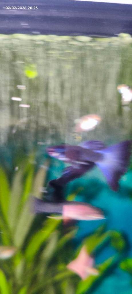 Blue Moscow Rare beautiful guppy