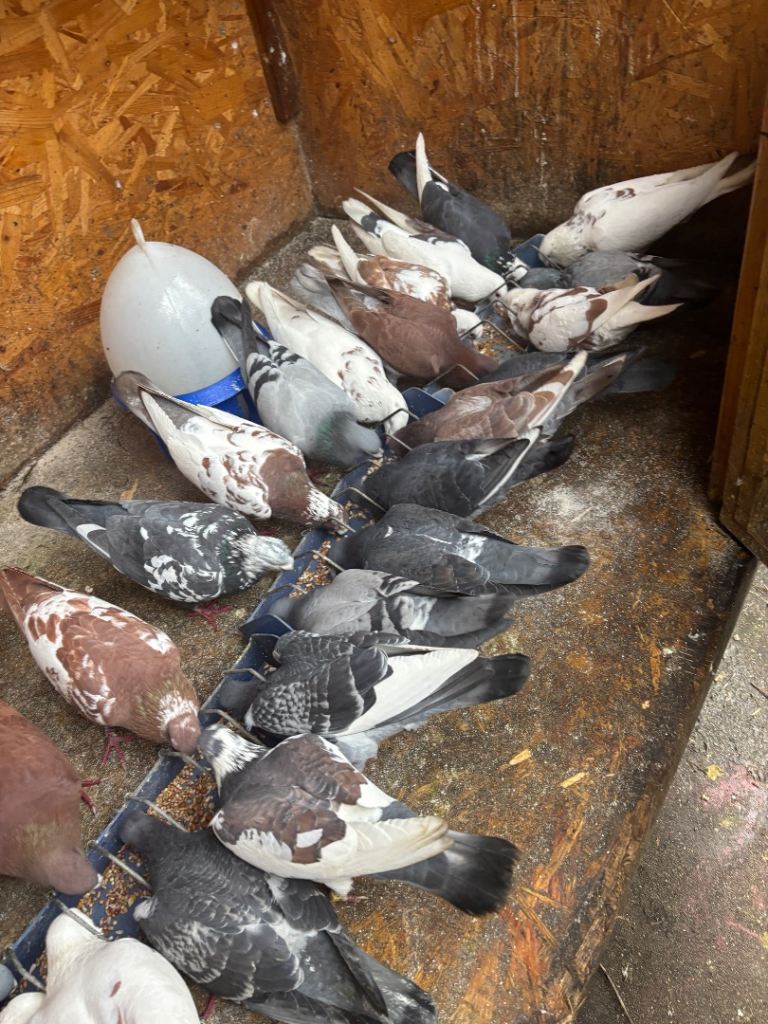 Young Racing pigeons for sale, ASAP