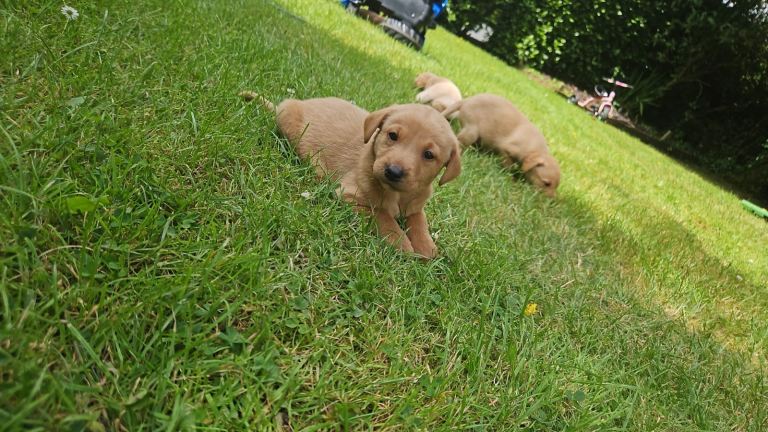 Full pedigree Labrador pups