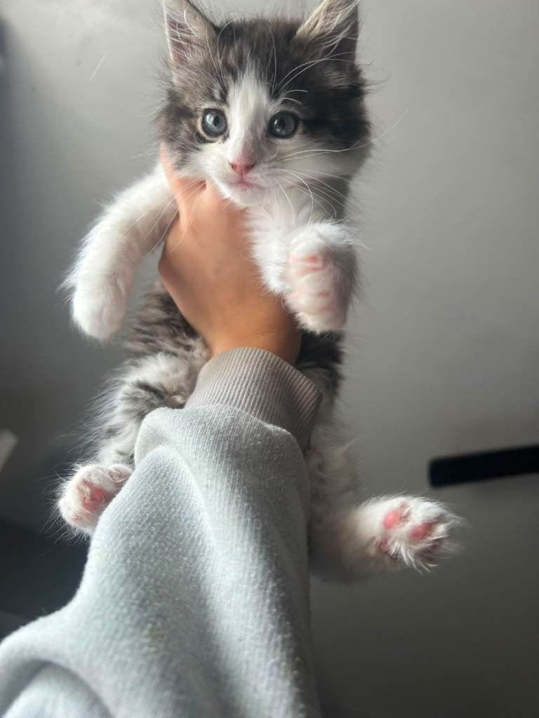 Kittens 