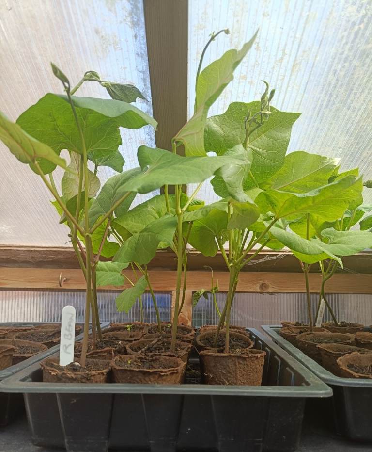 Stringless runner beans 