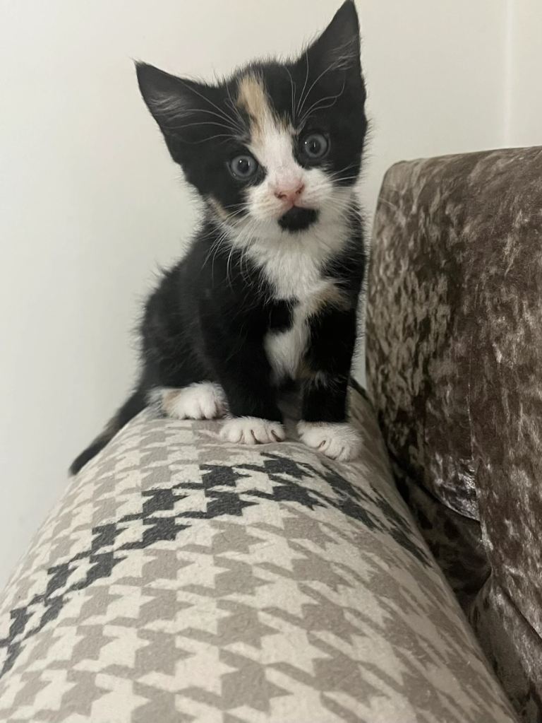 Kittens for sale 