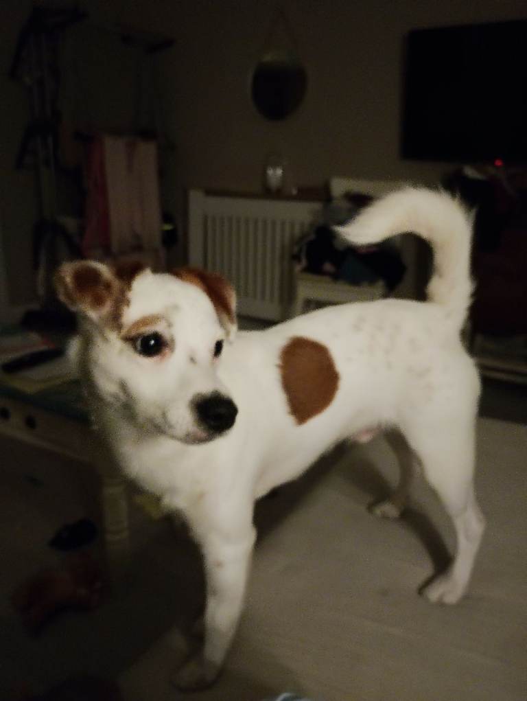 Jack Russell fox terrier 