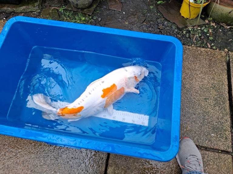 Koi Fish