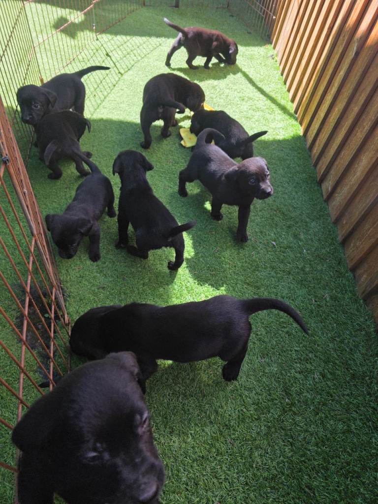 Black labrador retriever puppies for sale