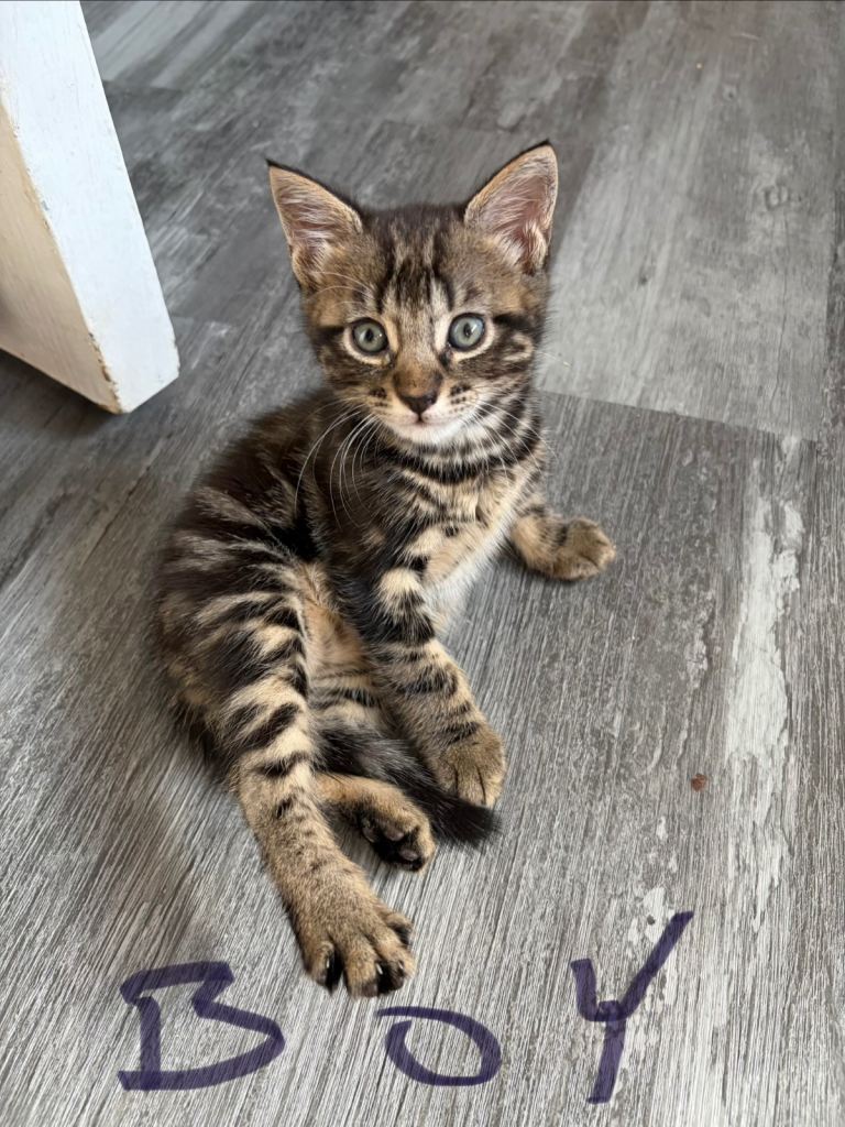 Kittens for sale