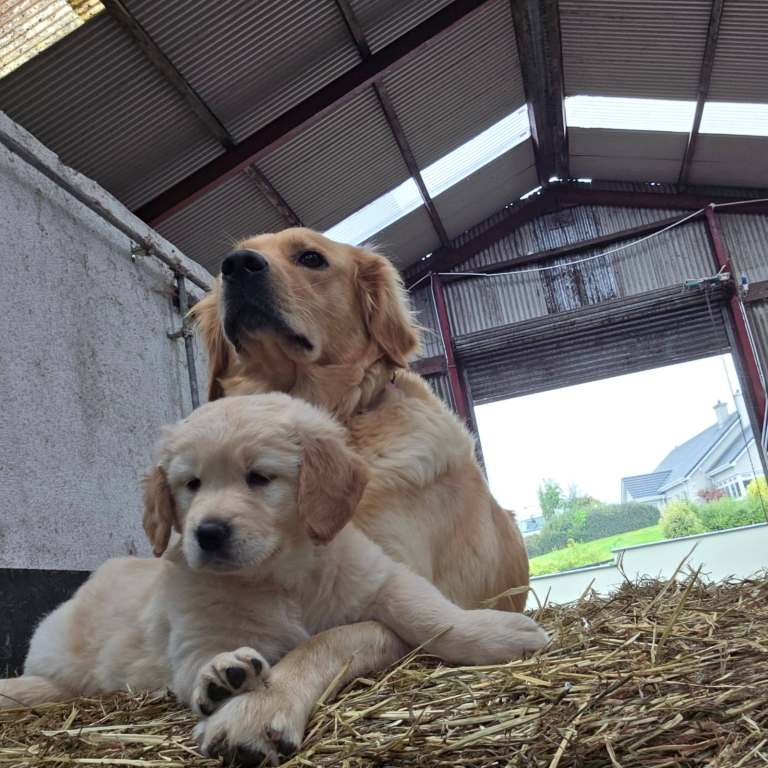 Golden retriever pups very lovable pups