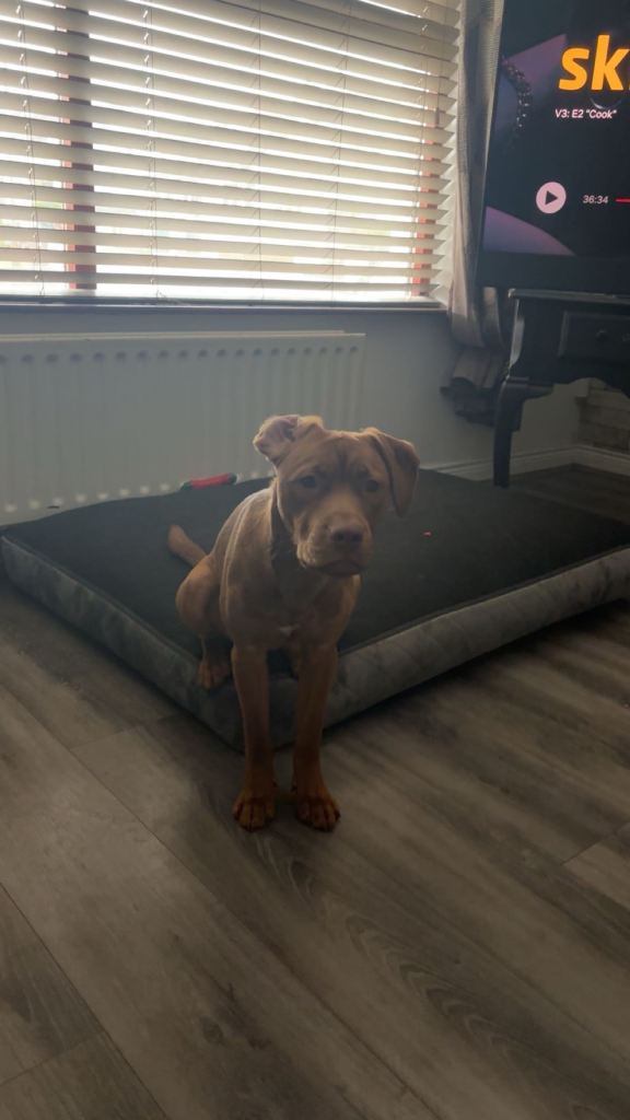 Staffy x Vizla