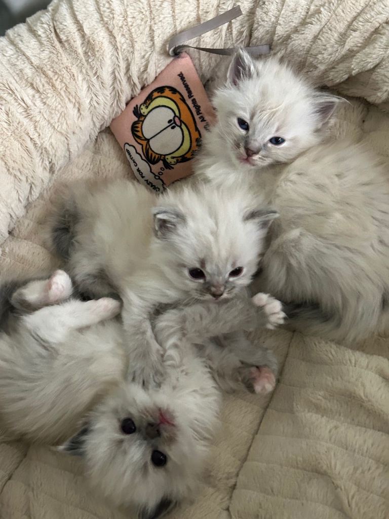 Ragdoll kittens