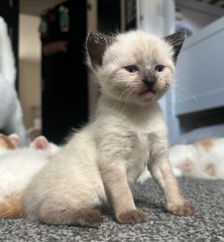 Siamese kitten 