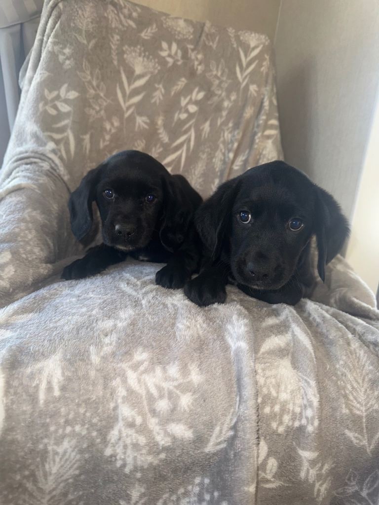 Cockerdor puppies 
