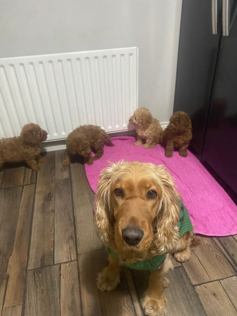 Beautiful 8-week Old Cockapoo Puppies 1 Boy, 3 Girls - Ready Now