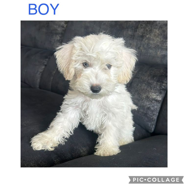 Schnauzerpoo